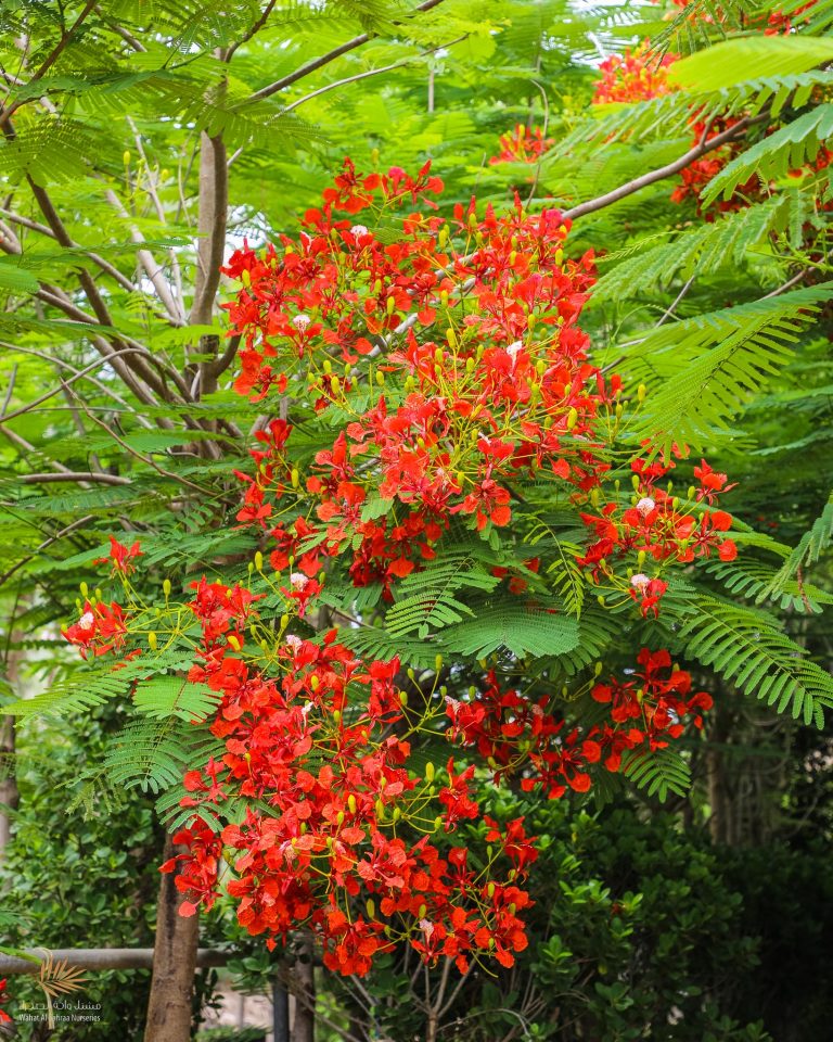 Delonix regia - Wahat Al Sahraa