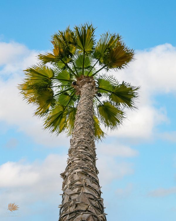 washingtonia robusta, palm tree, palms, landscape palm