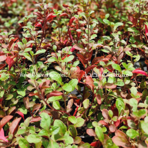 Alternanthera amoena (Red Alternanthera)