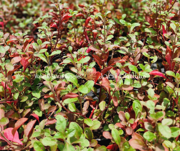 Alternanthera amoena (Red Alternanthera)