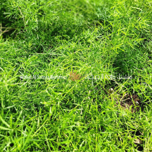 Asparagus sprengeri (Asparagus Fern)