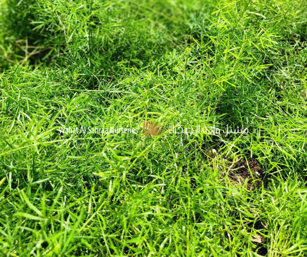 Asparagus sprengeri (Asparagus Fern)
