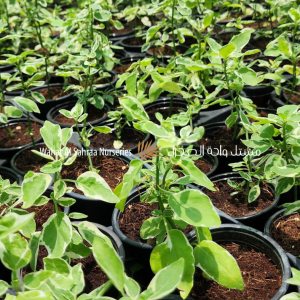 Asystasia gangetica (Chinese Violet / Creeping Foxglove)