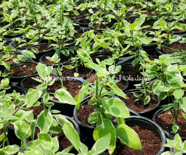 Asystasia gangetica (Chinese Violet / Creeping Foxglove)