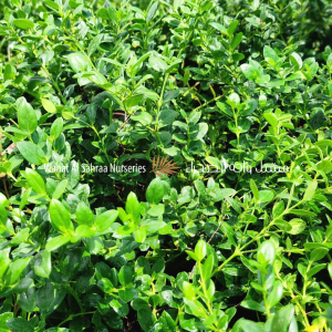 Carissa macrocarpa Green Carpet