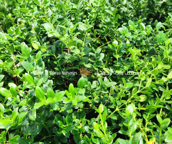 Carissa macrocarpa Green Carpet