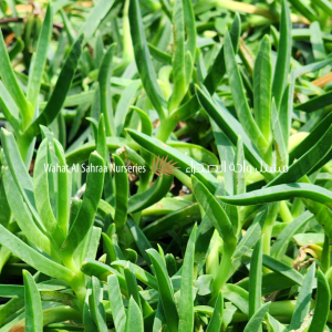 Carpobrotus edulis (Hottentot Fig / Ice Plant)