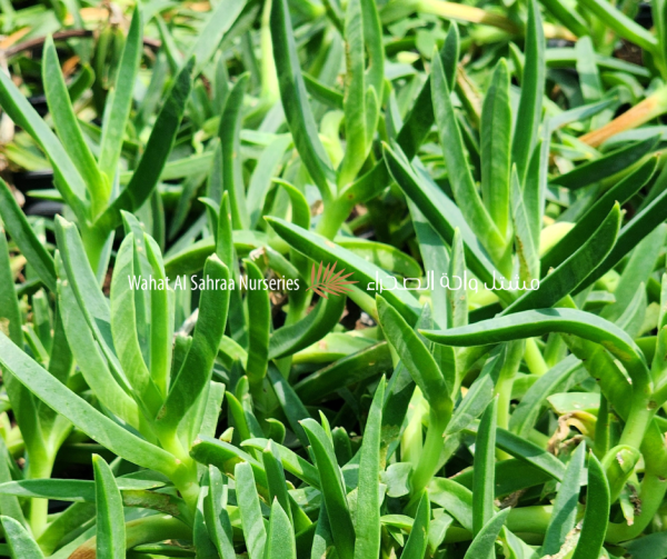 Carpobrotus edulis (Hottentot Fig / Ice Plant)