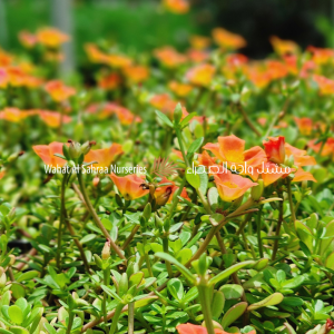 Portulaca grandiflora – Moss Rose (Sun jewel)
