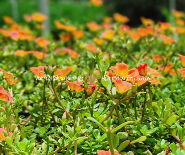Portulaca grandiflora – Moss Rose (Sun jewel)