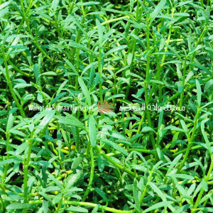 Sesuvium portulacastrum (Sea Purslane / Shoreline Seepweed)