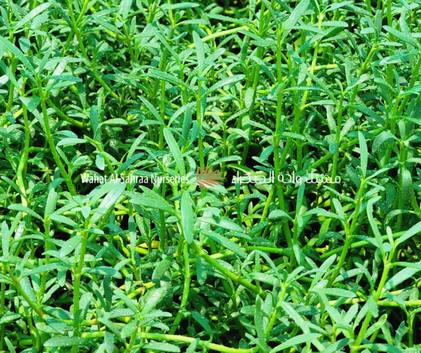 Sesuvium portulacastrum (Sea Purslane / Shoreline Seepweed)