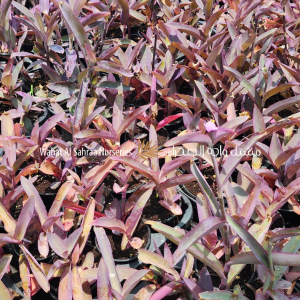 Tradescantia pallida ( Setcreasea purpurea )