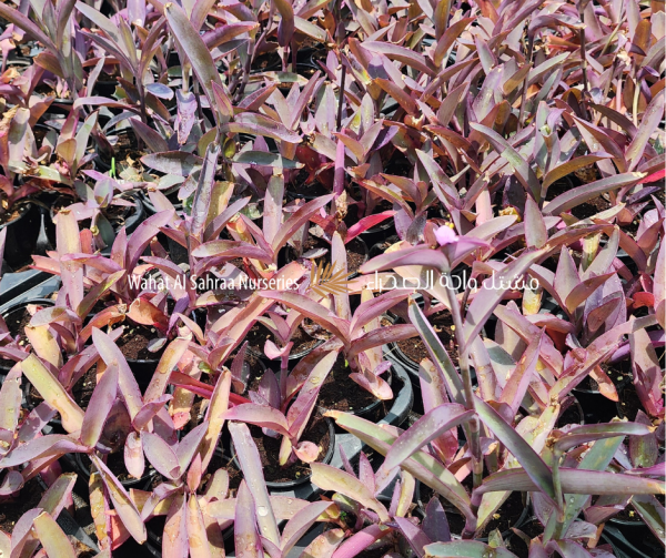 Tradescantia pallida ( Setcreasea purpurea )