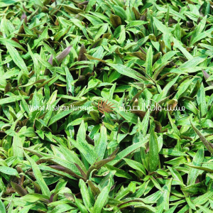 Tradescantia spathacea ( Rhoeo discolor )