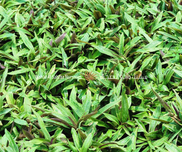 Tradescantia spathacea ( Rhoeo discolor )