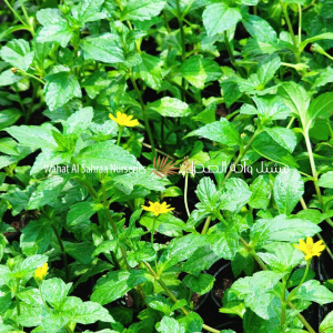 Wedelia trilobata (Creeping Daisy / Sphagneticola trilobata)