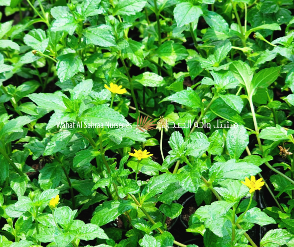 Wedelia trilobata (Creeping Daisy / Sphagneticola trilobata)