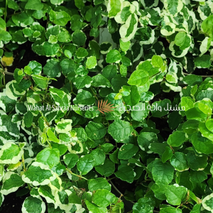Ficus pumila (Creeping Fig)