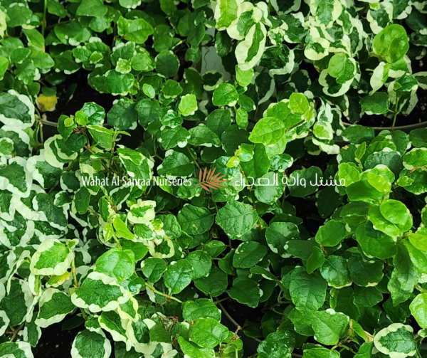 Ficus pumila (Creeping Fig)