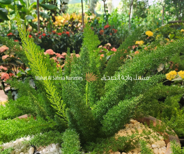 Asparagus Fern (Asparagus densiflorus)