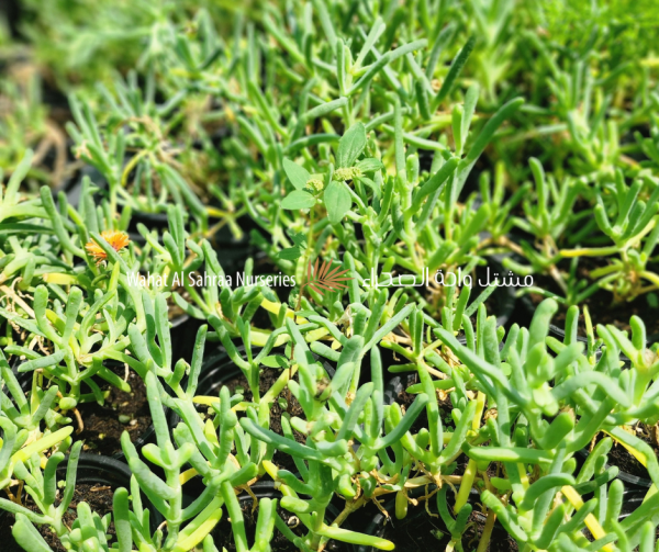 Ice Plant (Delosperma spp.)