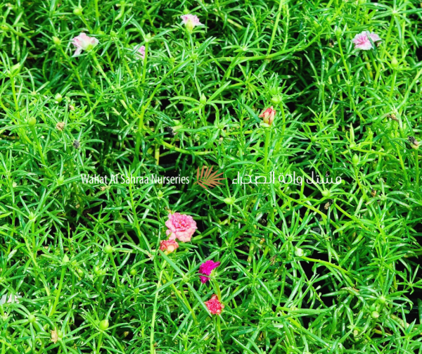 Portulaca (Portulaca grandiflora)