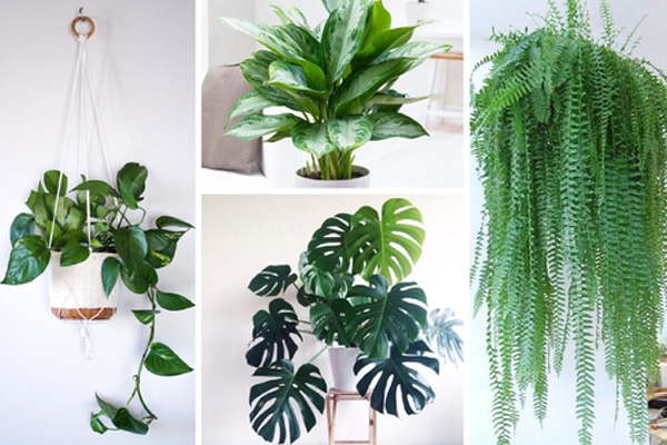 indoor-plants-supplier