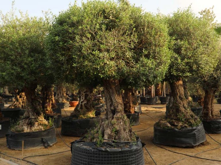 wahat-al-sahraa-nursery-largest-plant-nursery-in-uae-indoor-and