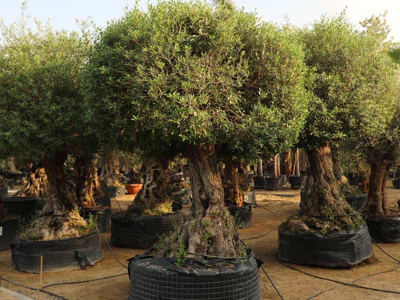 best-tree-supplier-in-dubai