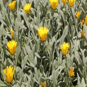 GAZANIA RIGENS
