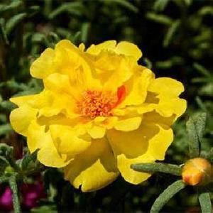 Portulaca grandiflora yellow