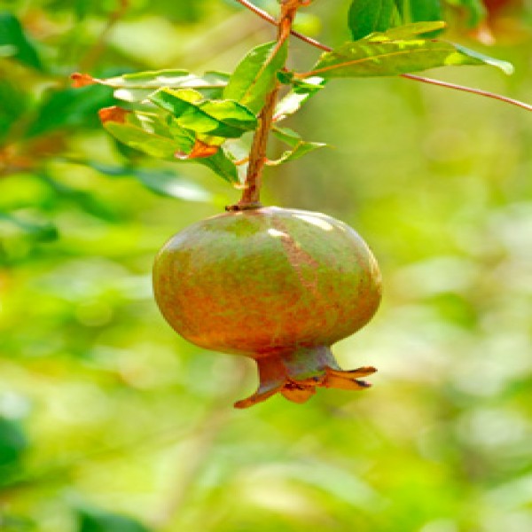 Pomegranate,Rumman