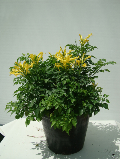 Tecomaria capensis Yellow