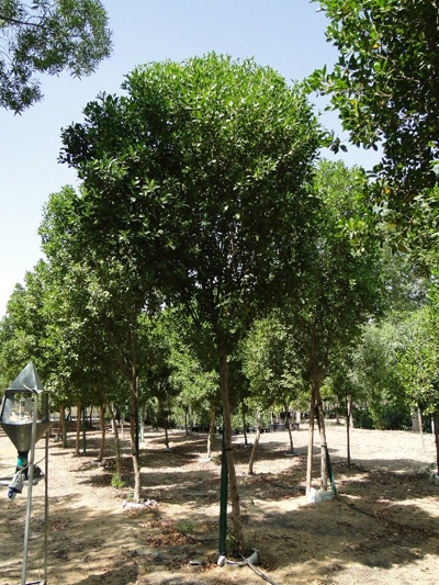 Conocarpus erectus