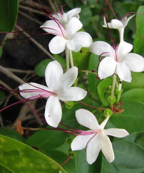 Clerodendran inurme