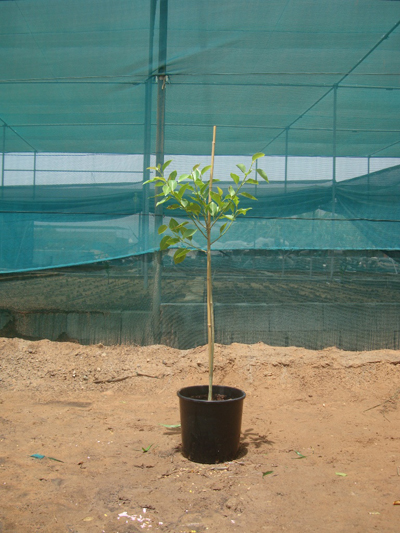 Ficus altissima