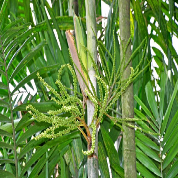 Macarthur palm