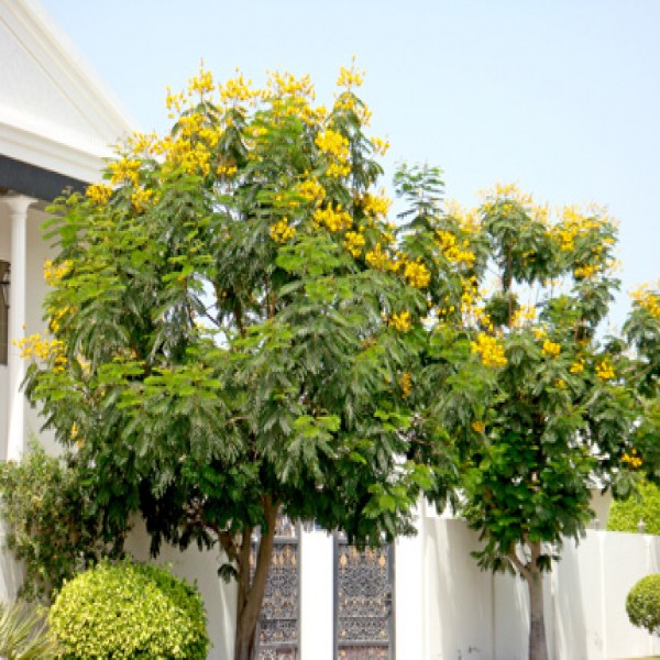 Yellow flame tree