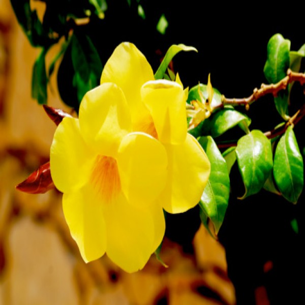 Yellow Allamanda
