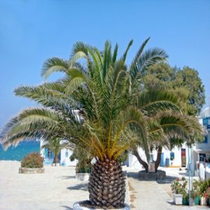 Canary island date palm