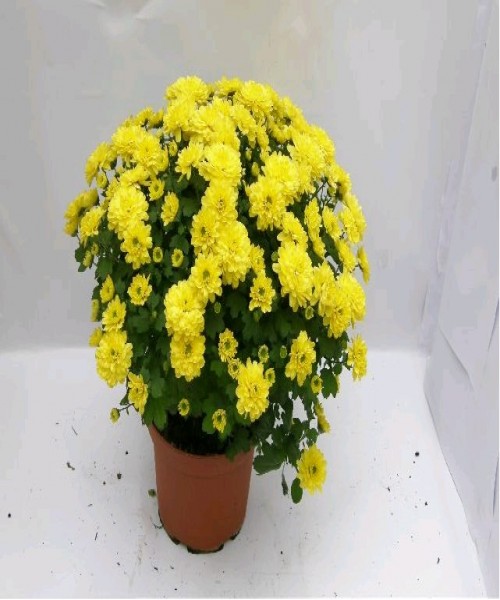 Chrysanthemum Mix
