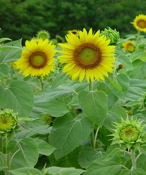 Helianthus annuus ( Sunflower )