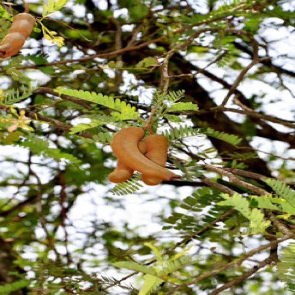 Tamarind tree,Tamar hindi