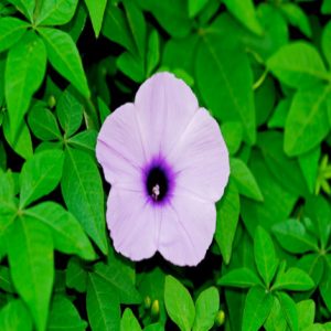Mile a minute vine