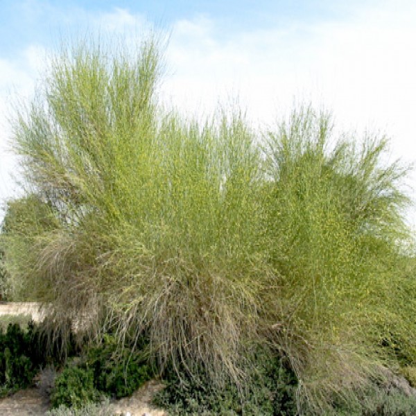 Broom bush,Marakh