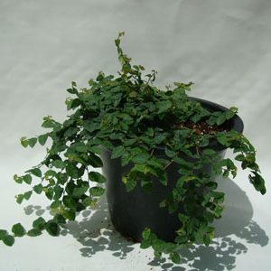 Ficus pumila