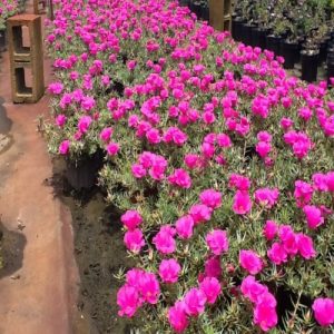 Portulaca grandiflora