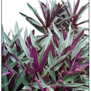 Tradescantia spathacea ( Rhoeo discolor )