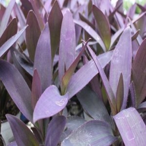 Tradescantia pallida ( Setcreasea purpurea )